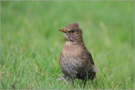 <p>KOS ČERNÝ (Turdus merula) /Common blackbird - Amsel/</p>